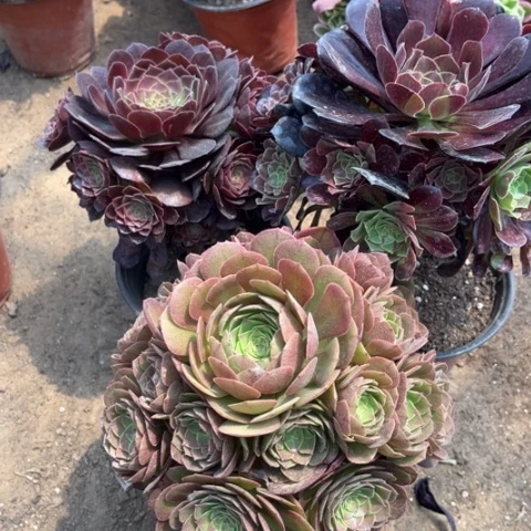 637多肉植物组合