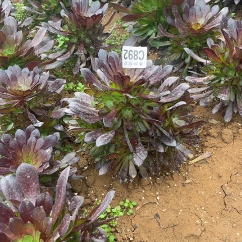 892黑瞳胡不包断枝