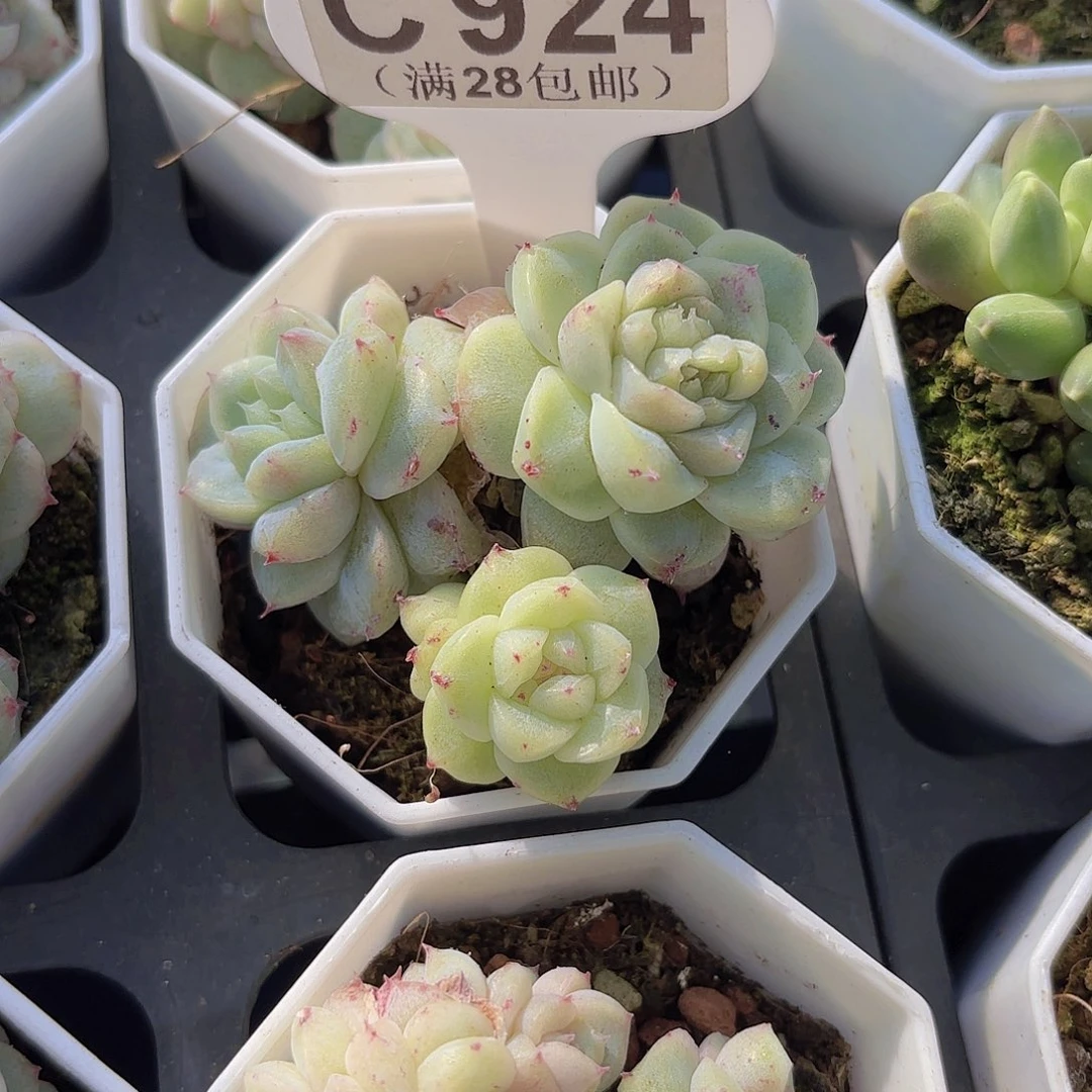 C924贝母珍妮石化一物一拍