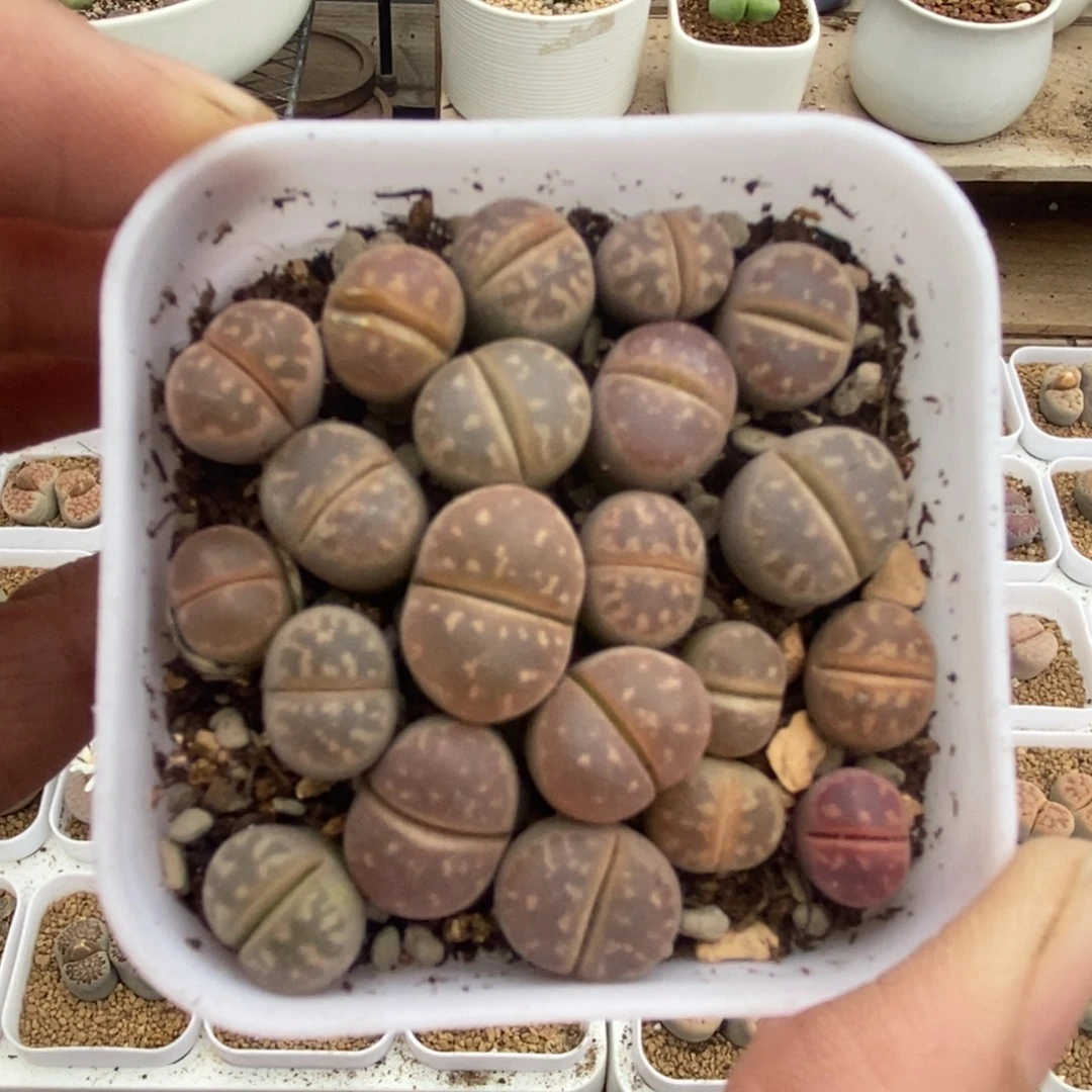 粉橄榄随机发一盆