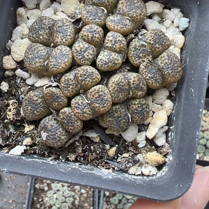 240号这颗多肉有点好看