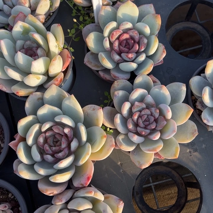 糖心雪天使一颗量拍多肉满20包邮