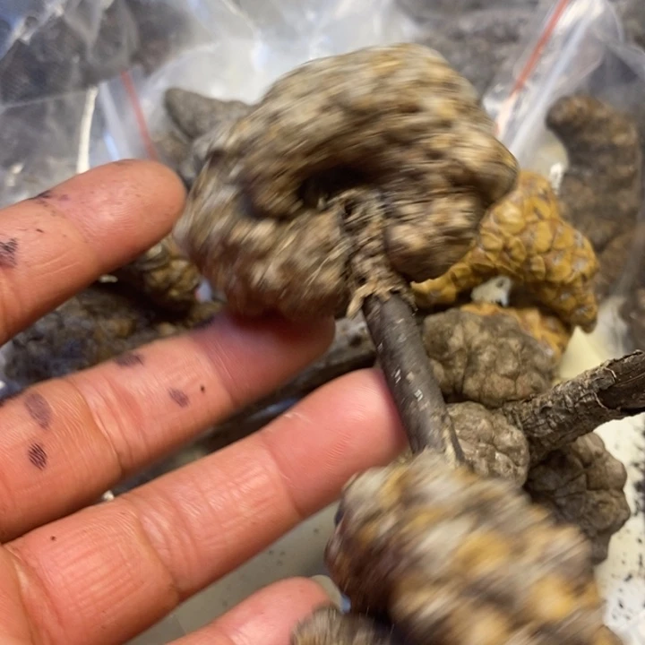 天***米吊坠文玩核桃东北特产180