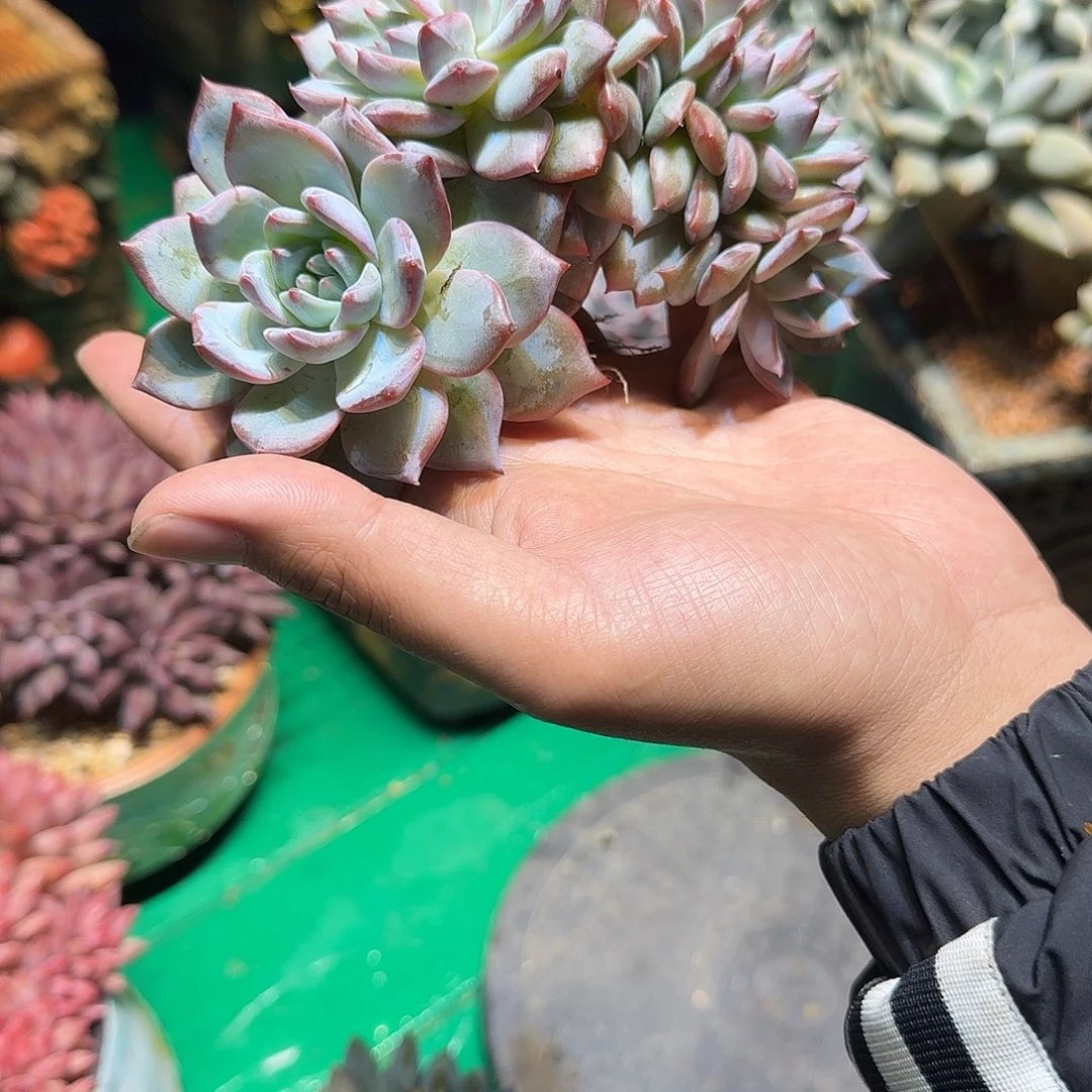 多肉植物多肉植物