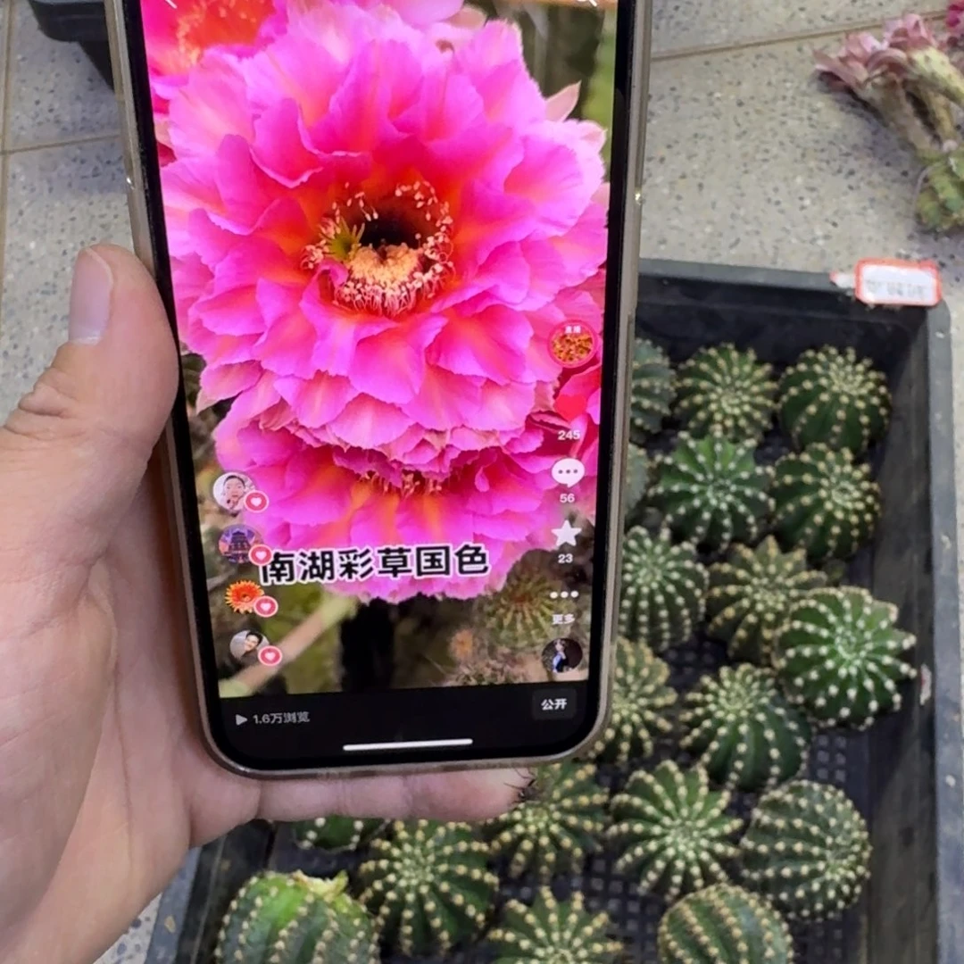 266彩草国色歪无根侧牙4公分左右，20包邮