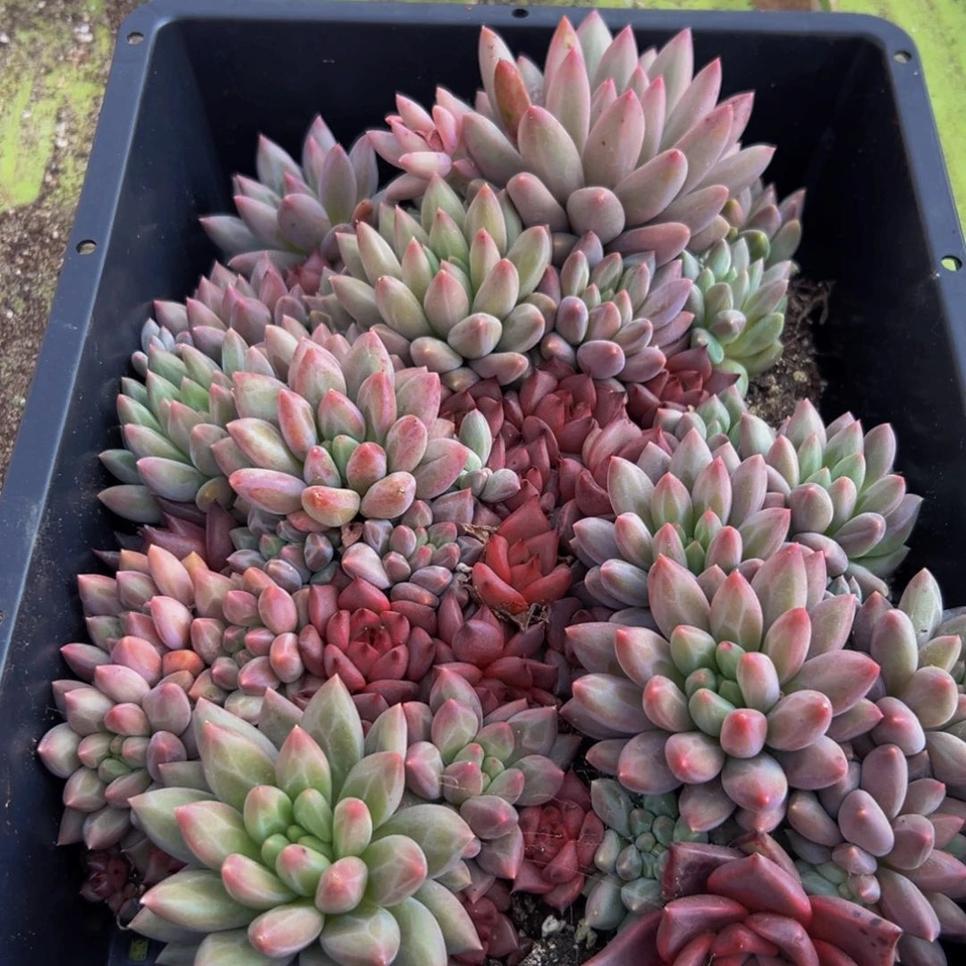 596多肉的小龙虾都是我的