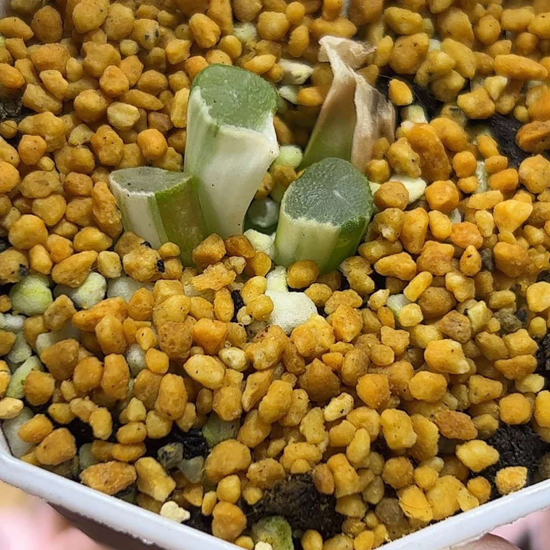 千禧年锦十二卷多肉植物满