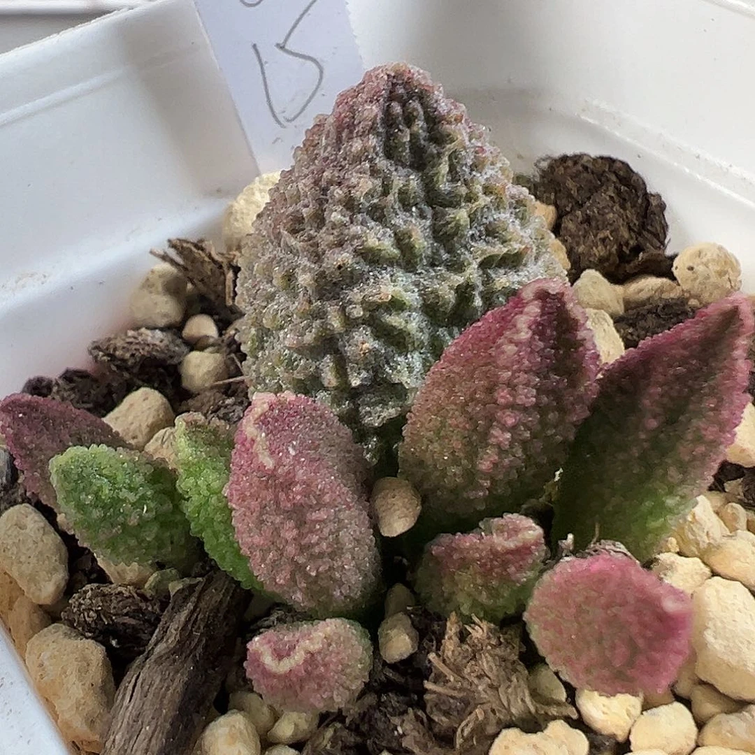 茶 实生新品多肉植物
