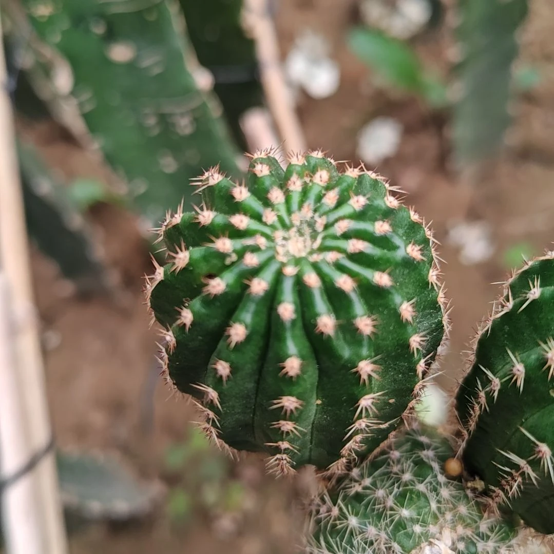 小油菜侧芽仙人球3.5CM左右