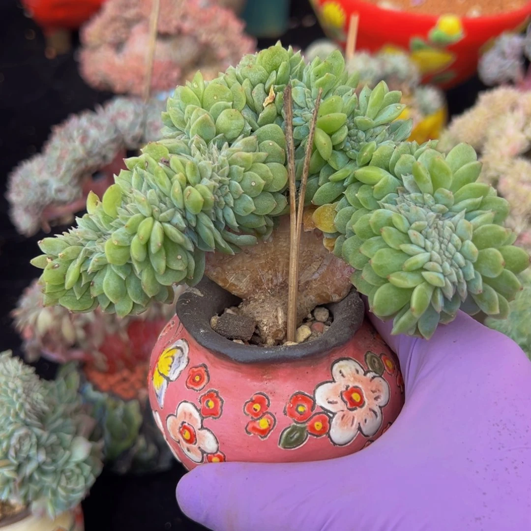 黄钻 新年快乐 新年快乐