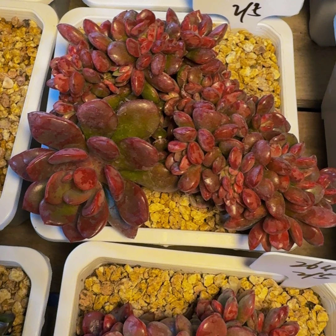 酒**神新品美人多肉植物