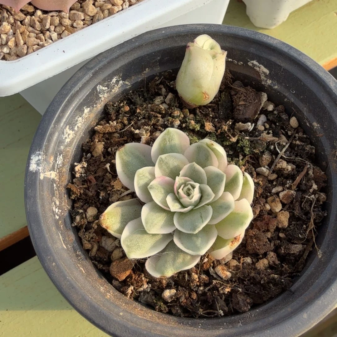 *****山地玫瑰锦上园艺一物一拍