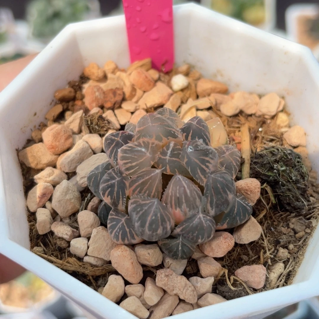 •****糊斑霓虹灯。