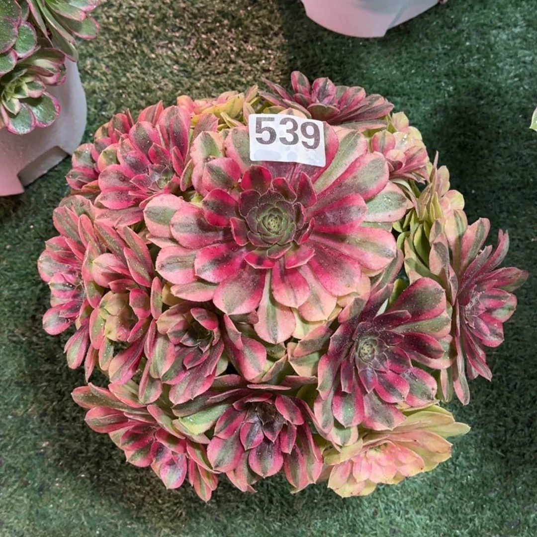 539！雨菏法师多肉植物