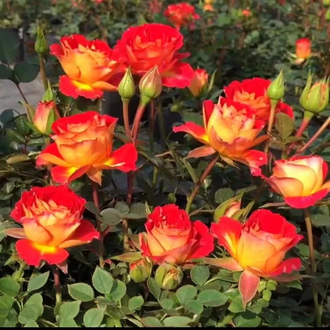 【二乔 】独颗扦插红➕黄双色妖姬耐寒耐热好养护抗病性强月季盆栽