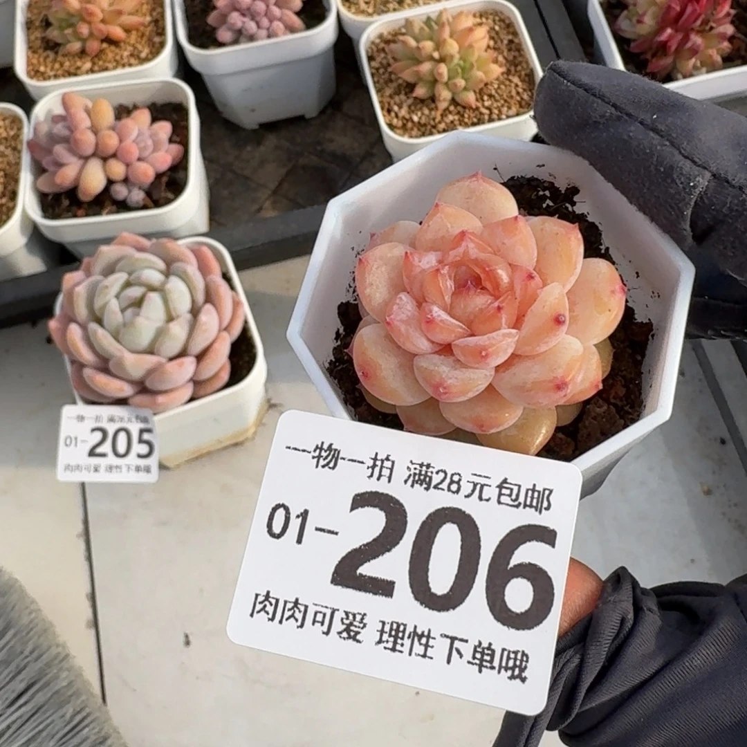 紫霜无盆土发货无