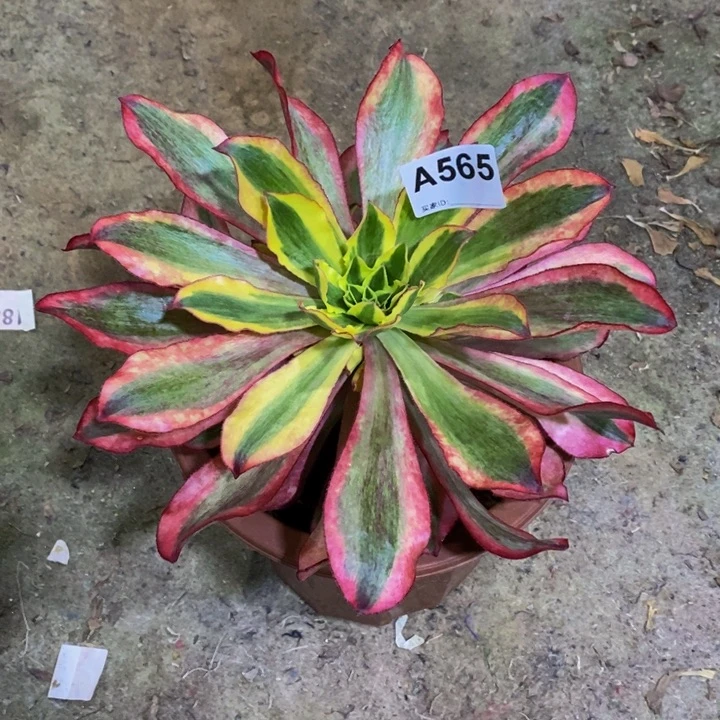 魅影多肉植物565