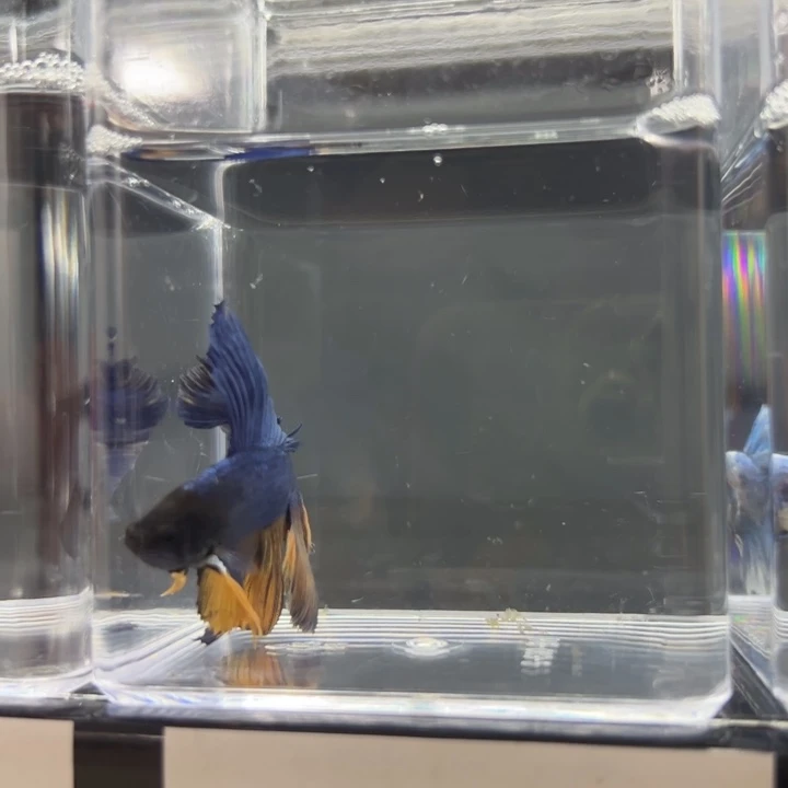 斗鱼紫蓝色编号095