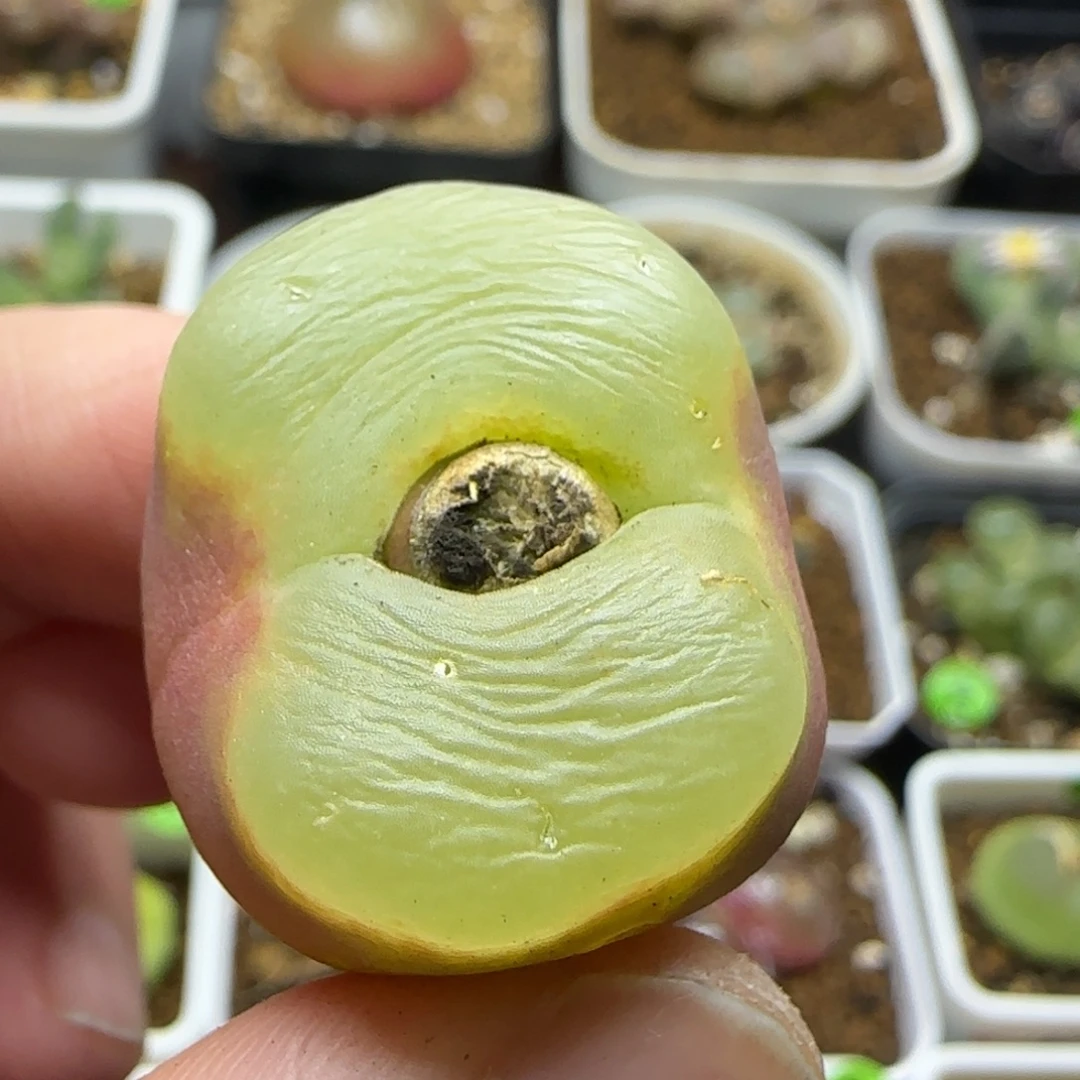 2.6+透窗多肉植物478