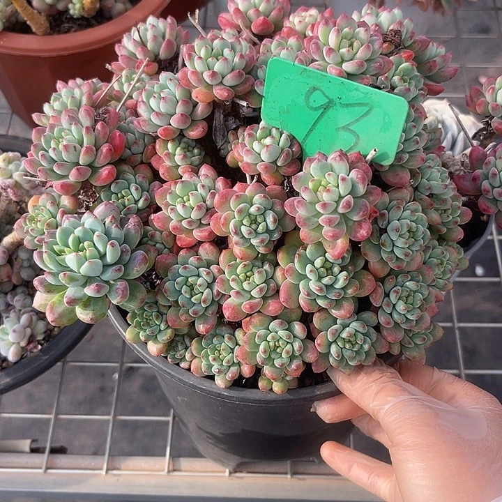 两单包邮，一物一拍，93kan