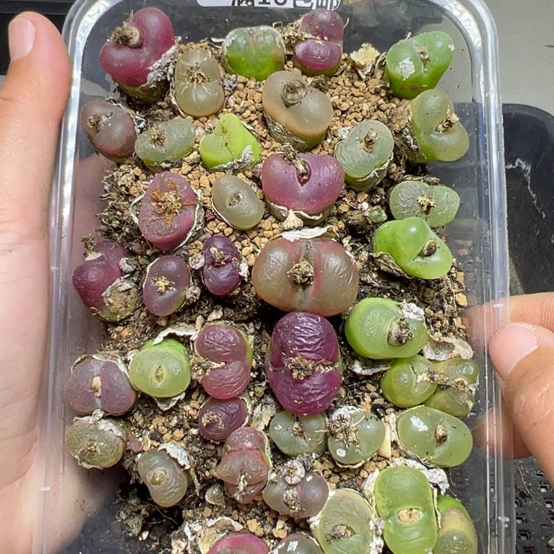 【闪购商品】761……