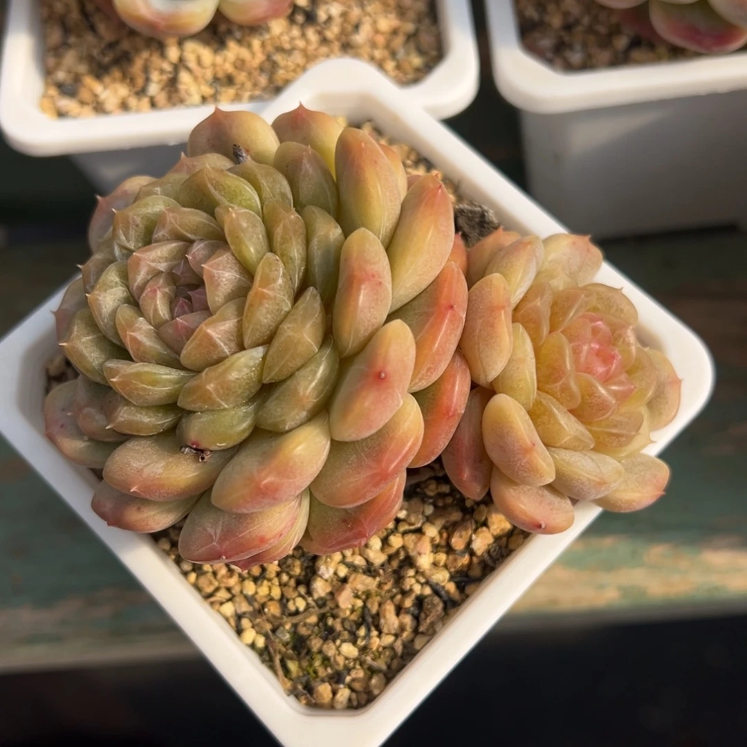 白恋美肉多肉植物