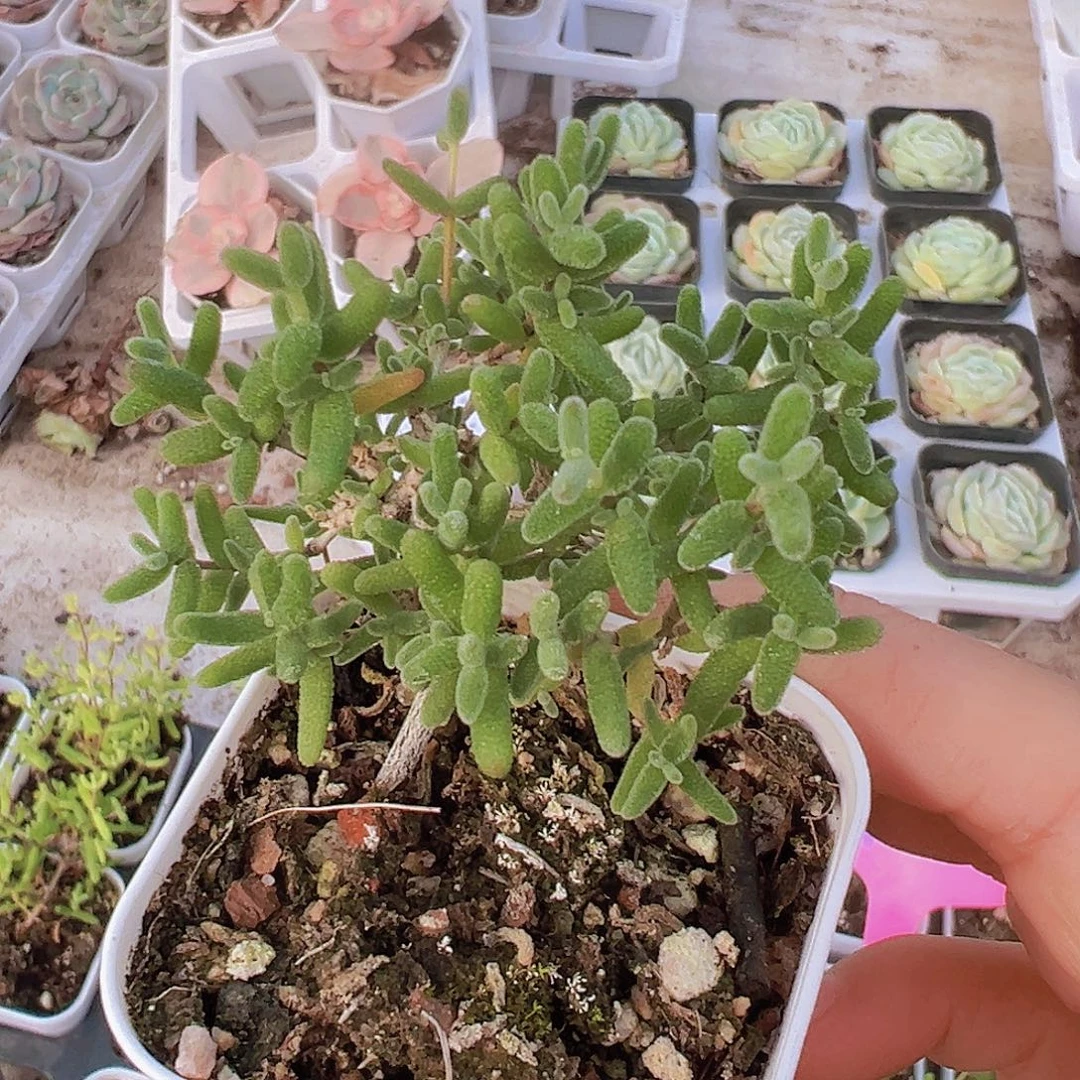 糖球枝干19包邮多肉植物