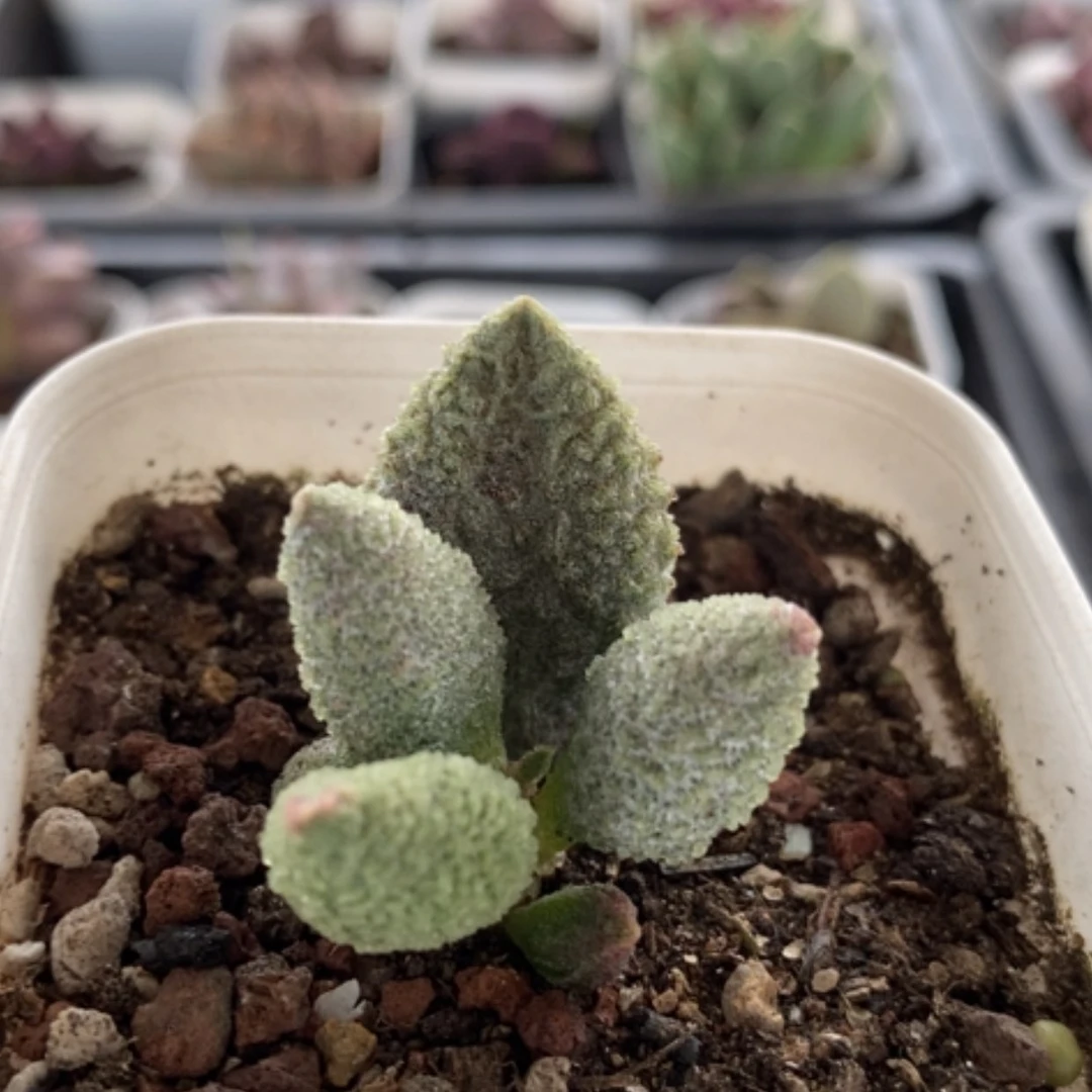 【闪购商品】无花朵实生