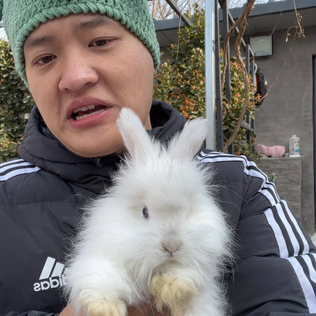 双血统英系安哥拉兔