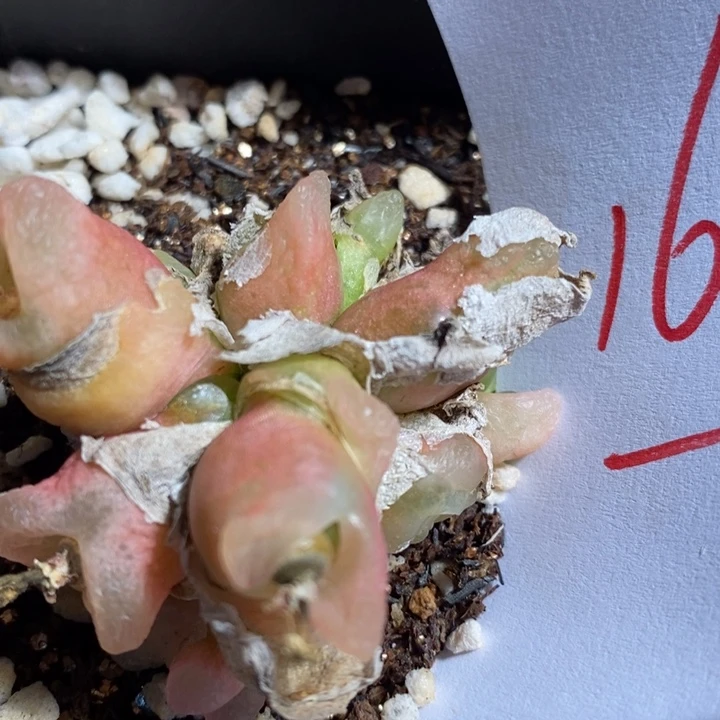 16248一组一组一组