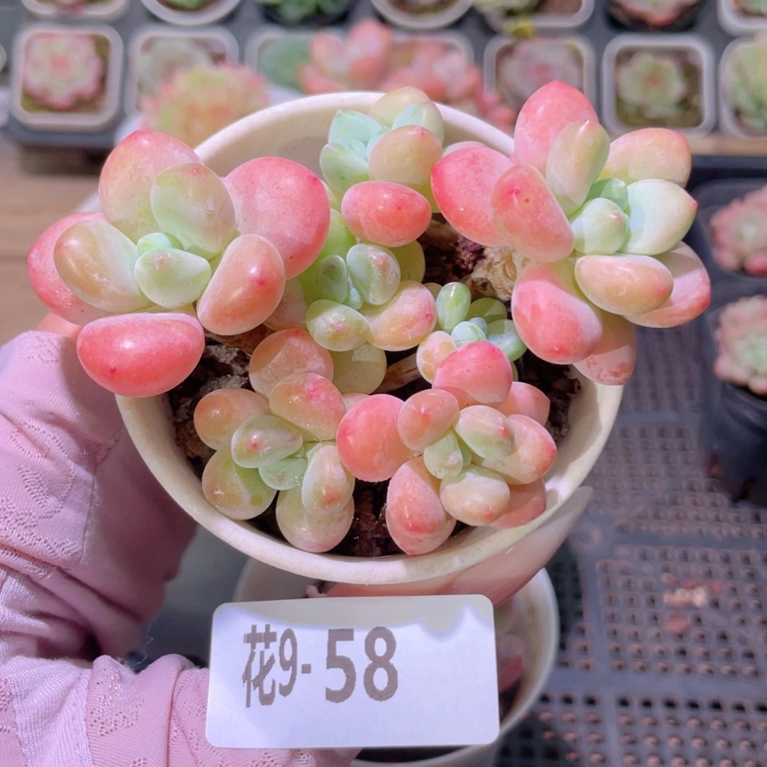 花利美9-58洛神群