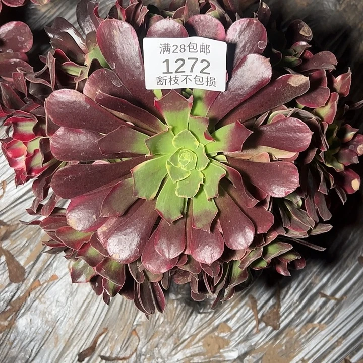 1272幽兰公主多肉植物