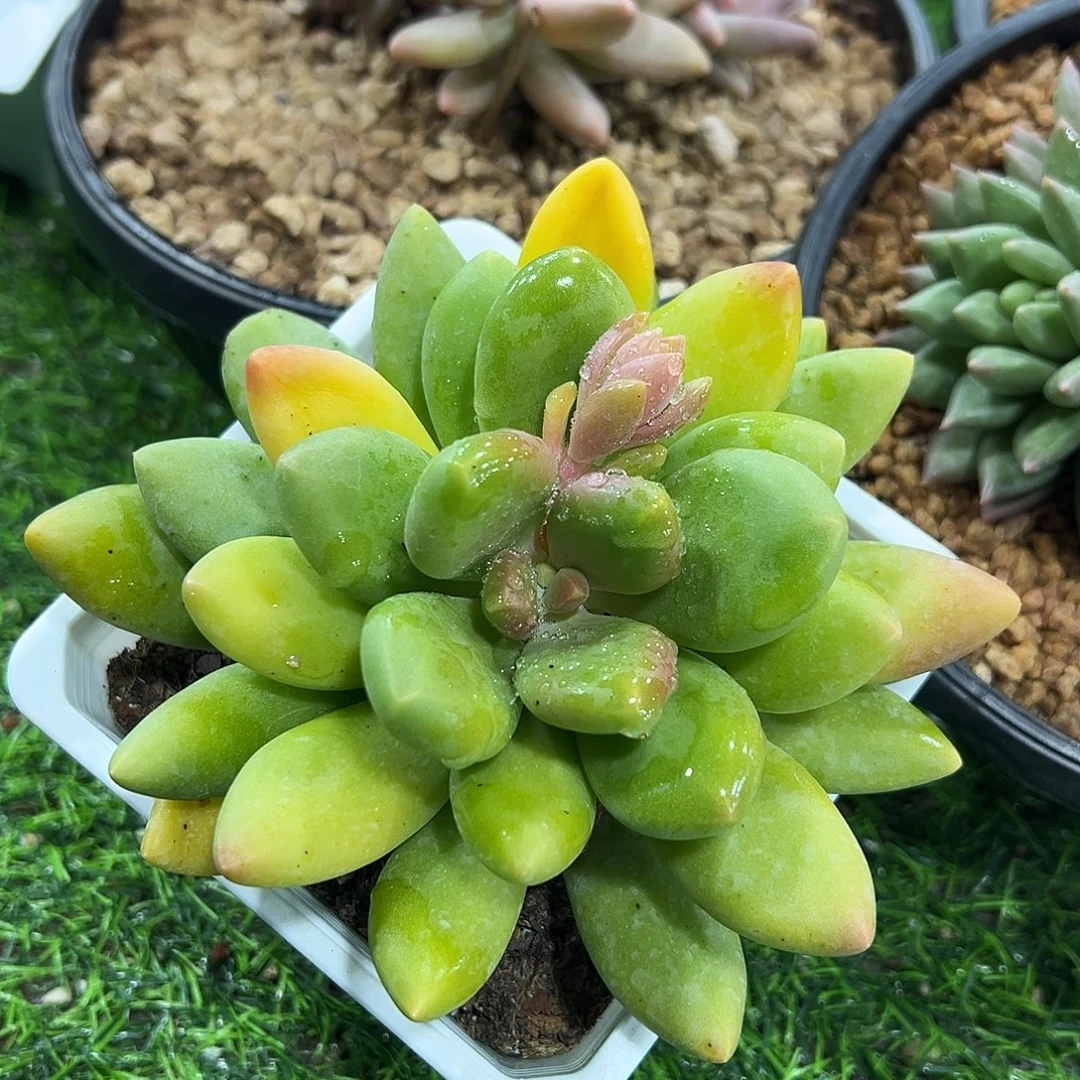 10万赞福利单头芒果奶