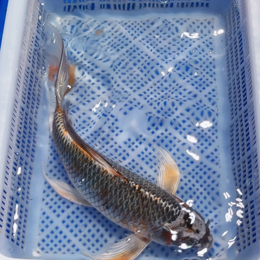 锦鲤精品锦鲤包邮包损