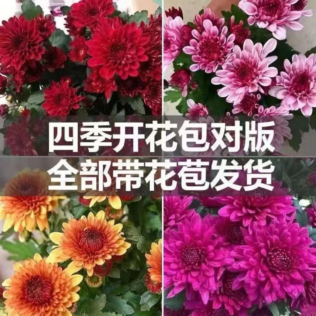 带花苞进口荷兰菊月月菊花苗耐寒易活四季开花盆栽室内外阳台绿植