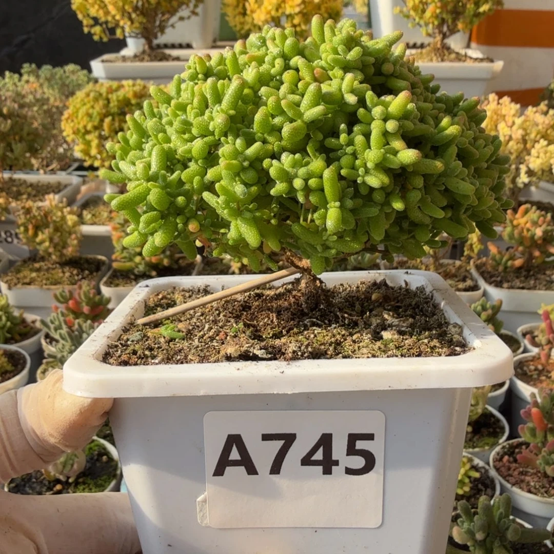 A745蜜橘糖球枝干