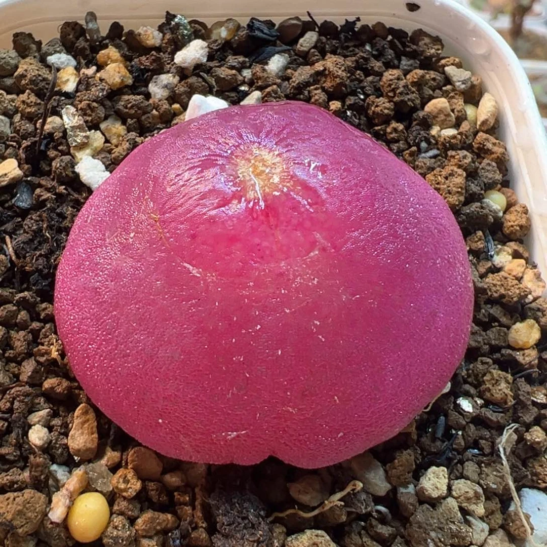 081多肉植物种类多样