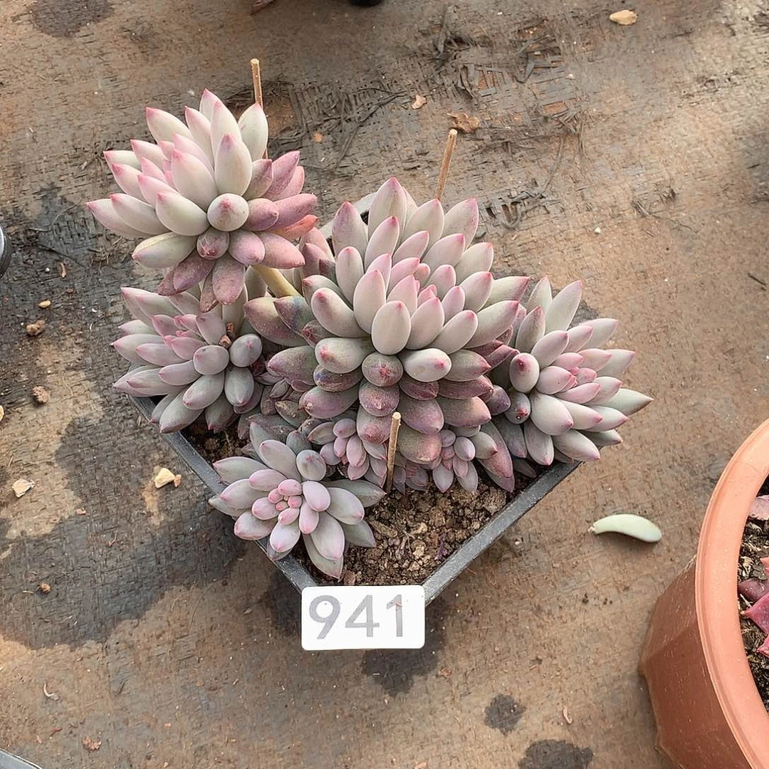 941美人一物一拍多肉