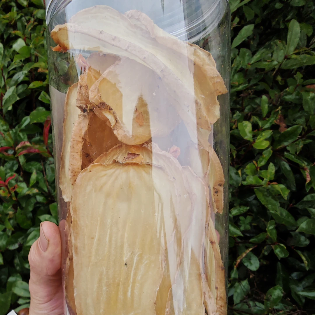 师弟家无硫乌天麻麻王福利专属链接