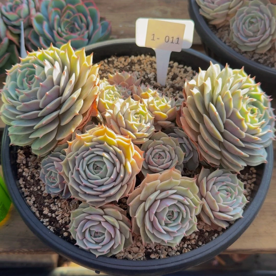 绿***卜1-011露娜连福利不包损