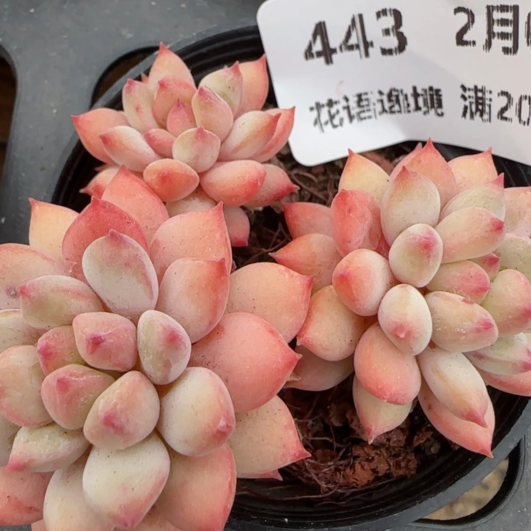 花语逸镜0208-443