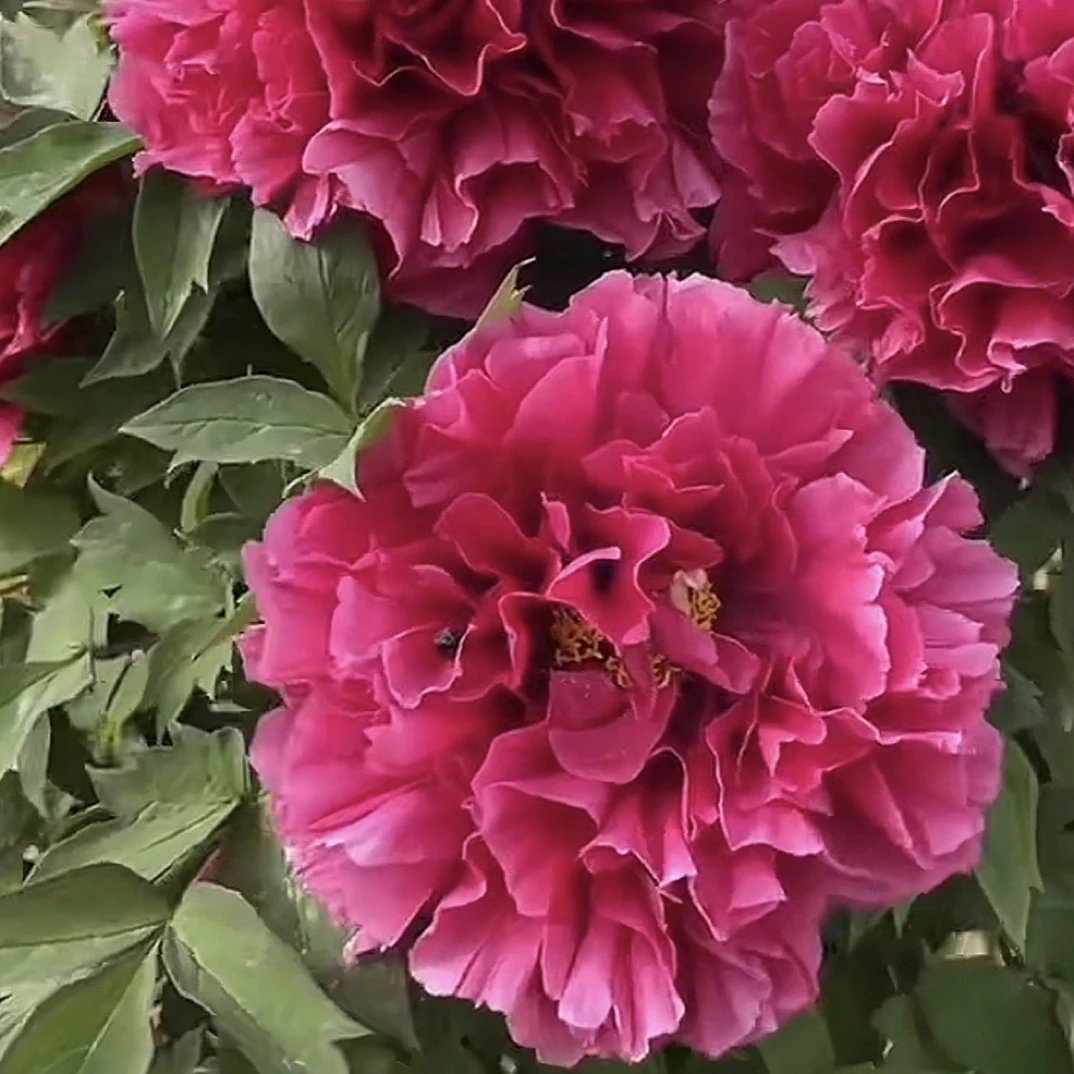 【花王牡丹】红色经典 花开富贵 富贵典雅菏泽基地直发现挖现发