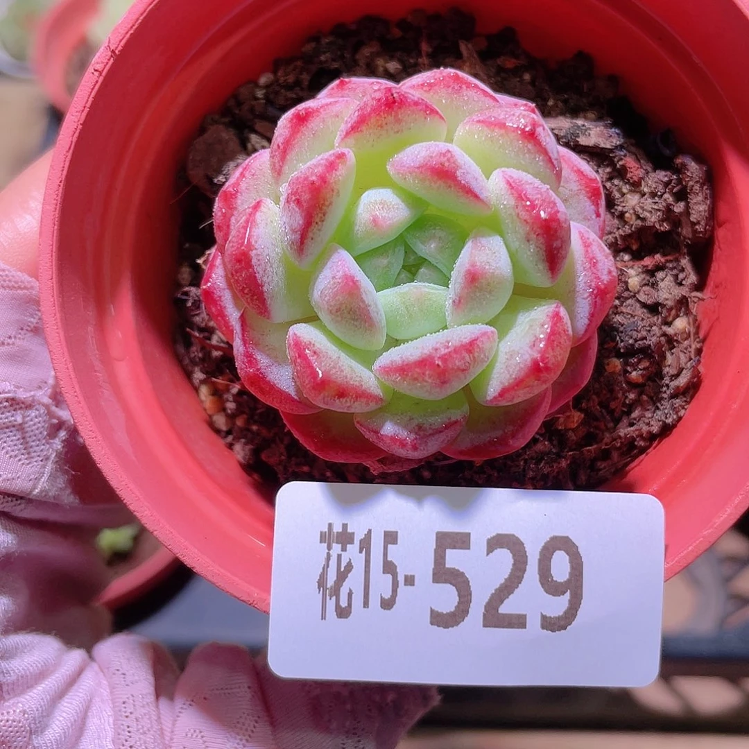 花利美15-529白桃汽水