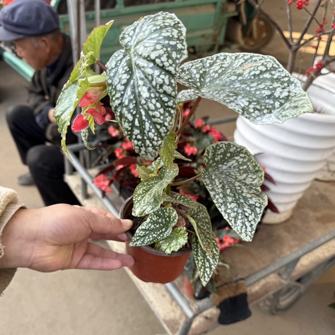 《富士山秋海棠》盆栽室内观赏绿植耐热好养美观易活适合桌面摆放