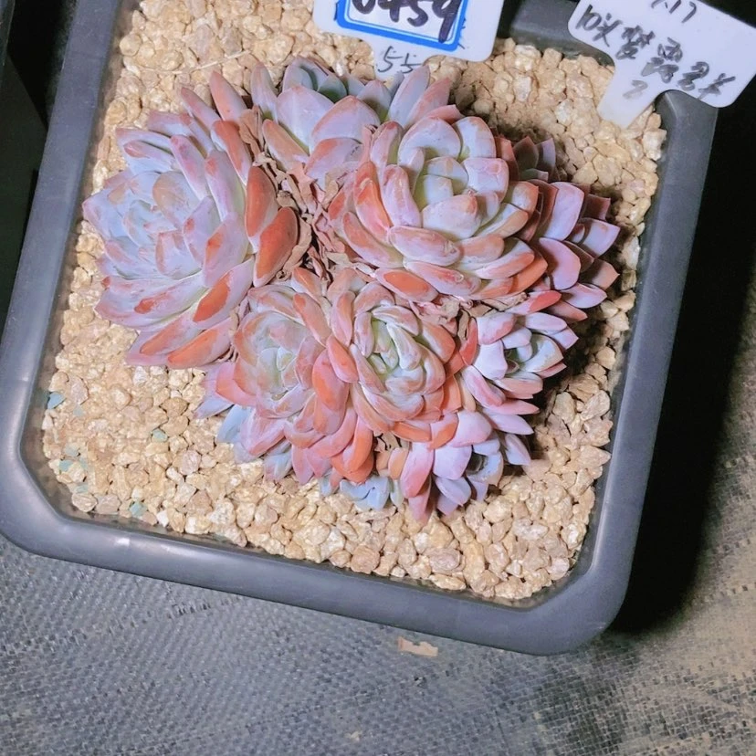 【闪购商品】猫*卷0459