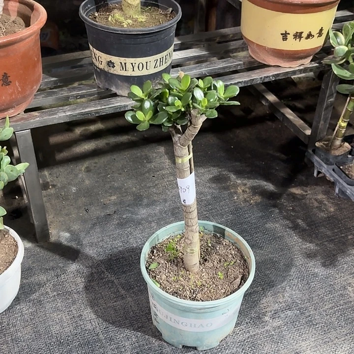 柱***哥当前无花栽培后可以开花18