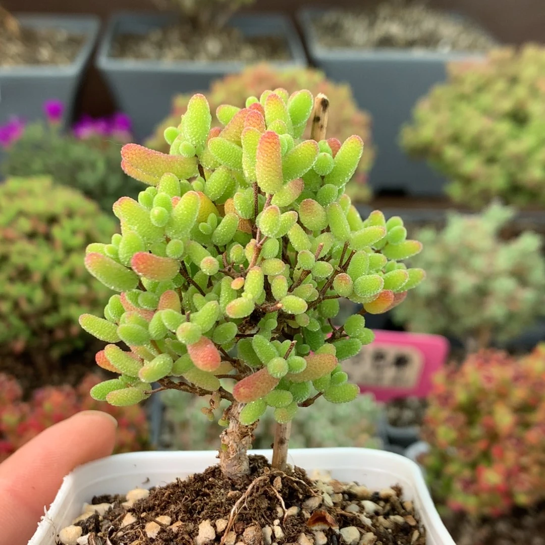 160蜜橘糖球 。
