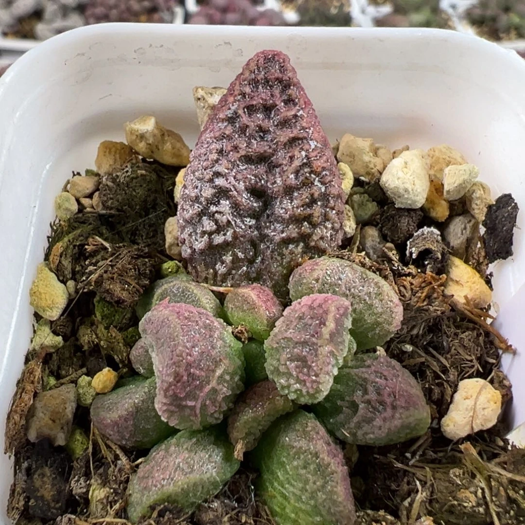实生新品多肉植物水泡