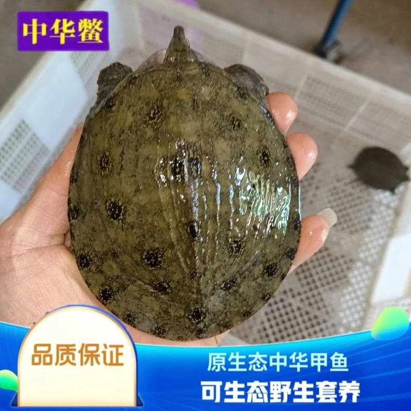 1斤—1斤半外塘冷水中华鳖甲鱼苗骆马湖生态养殖直发鲜活到家