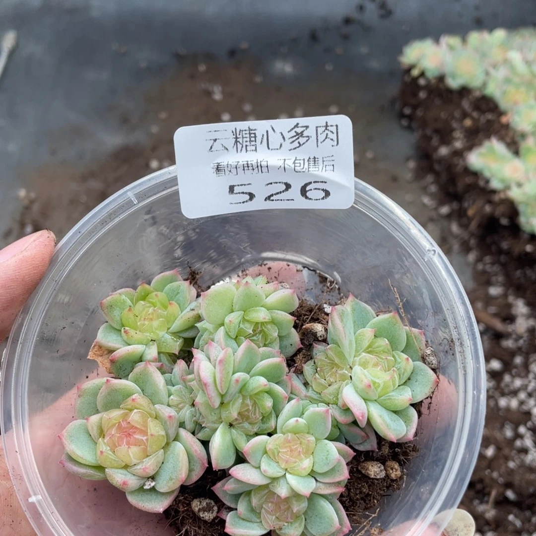 云糖心多肉植物526
